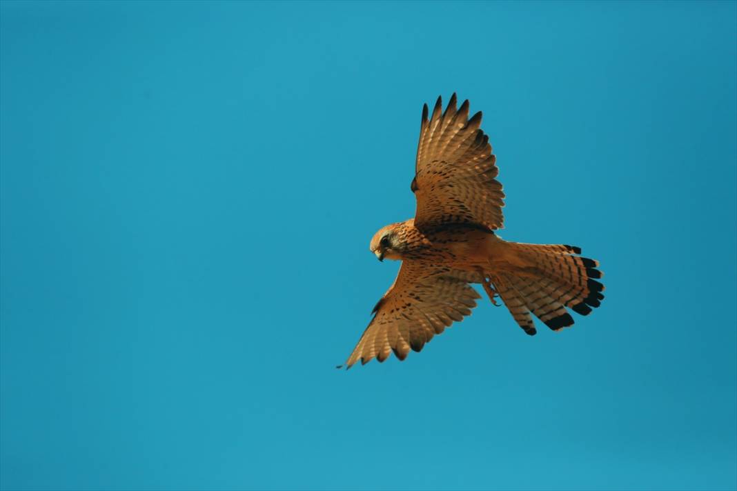 Konya’nın yırtıcı savaşçıları iş başında! Çiftçilerin doğal müttefiki 12